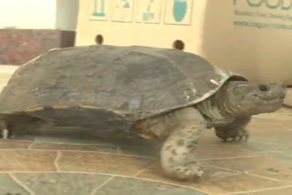 Turtle in Tiruppur Collector Office