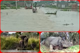 Death toll of animals due to flood in Kaziranga National Park rises to 116