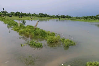 बूढ़ी गंडक