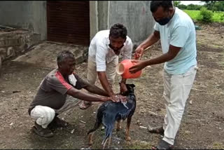 Swabhimani Shetkari Sanghatana's agitation