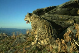 leopard in National Park kullu