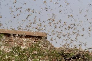 locust attack alert in haryana