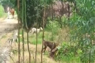 Villagers Miserable with stray dogs in village maira