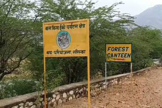 forest employees, Sariska wildlife, बाघों का शिकार