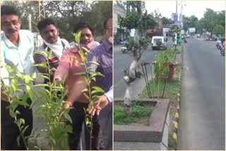 2 हजार रातरानी के पौधें, 2 thousand ratrani plants