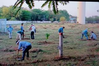 Plantation by Railway