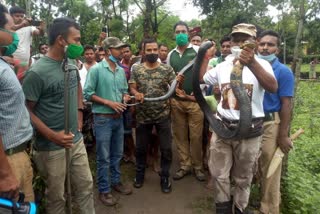 12 feet King cobra rescued from jalpaiguri tea garden