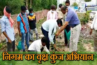 Kota Municipal Corporation will plant trees,  Kota News