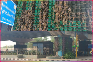 Vertical Garden dried up due to corona at kadkadi mod flyover in delhi