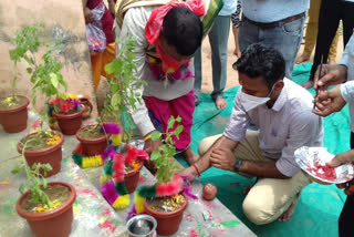 जालोर न्यूज, Basil plant distribution in Jaswantpura, Basil Planting by Jalore