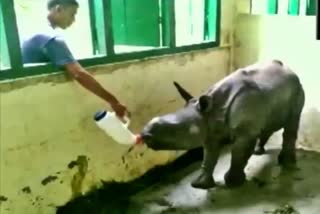 A rhino calf that was rescued