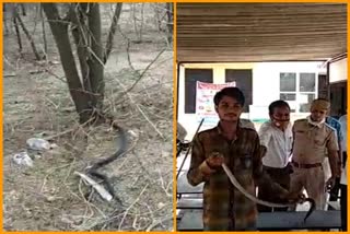 बर कोर्ट परिसर में घुसा कोबरा सांप,   Cobra snake enters Bur court premises