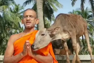 Cattle love towards Vishwaprasanna teertha swamiji