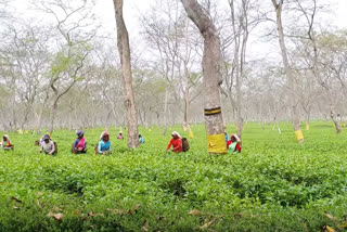 Political Leader Prohibited In Monabari Tea Garden  : AATSA
