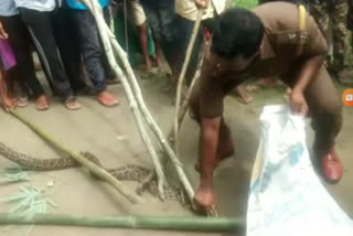 Python rescued at Dhemaji