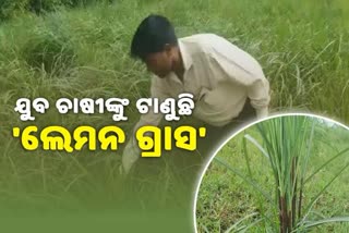 special-report-on-nabaranghpur-lemon-grass-cultivation