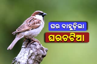 Lockdown due to Covid, Lockdown bringing the house sparrows back,  sparrows back, ଫେରୁଛି ପରିବେଶ ପ୍ରହରୀ ଘରଚଟିଆ, ଘର ବାହୁଡୁଛି ଘରଚଟିଆ, bargarh news, ବରଗଡ଼ରେ ବାହୁଡିଲେ ଘରଚଟିଆ