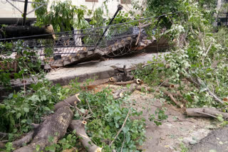 Trees and walls fell due to heavy rains in Nishkam Society of Dwarka