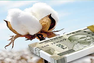 Significantly increased cotton cultivation in kamareddy district