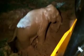 Elephant fallen in the well