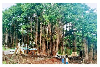 giving-life-to-tree-environmentalists-success-villagers-movement-at-bhose-sangli