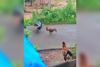 A battle between Rooster and Peckock