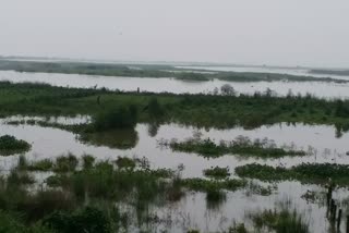 Ganga water wasting many farmers crops in Sahibganj