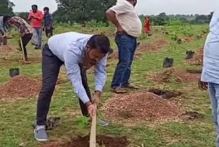 Plantation in SECL Mines Area