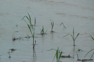 Hundreds of bighas of agricultural land turned into rivers at Jonai