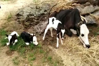 A Cow has Gave Birth to Three calves in Tumkur