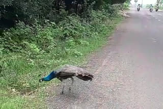 peacocks are roaming