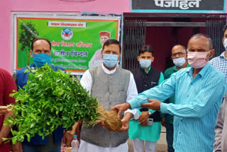 bindal distributed Lemon plants