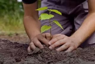 tree plantation in haryana 22 district