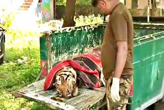 kota news  ranthambore century  mukundra hills tiger  tiger death news  tiger MT3 dies  ramganjmandi news