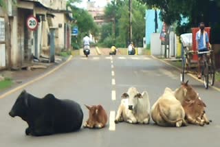 passengers-disturbed-by-stray-animals-sitting-on-streets-in-raipur