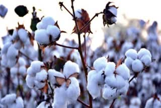 eighteen Cotton growers farmers jalgaon cheated by three traders