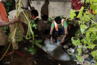 Fire department personnel rescue a cow in Guntur