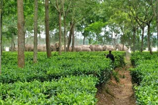 Wild elephant roaming at Rangapara Assam