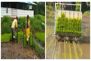 rice cultivation palghar