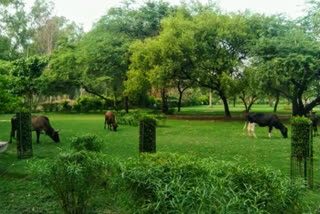 Dirt is spreading due to gathering of stray animals in park of nihal vihar in delhi