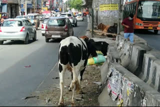 stray cattle roaming on the road causing accidents at uttam nagar