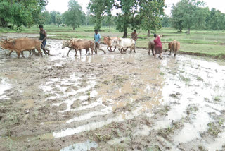 gadchiroli rain news  gadchiroli rain update  gadchiroli farmers news  gadchiroli farming  गडचिरोली पाऊस बातमी  गडचिरोली पाऊस अपडेट  गडचिरोली शेतीविषयक न्यूज