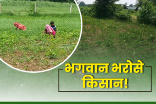 सोयाबीन की फसल  मक्के की खेती  खेतों में खरपतवार  खरपतवार की समस्या  weed problem  weed in the fields  maize farming  soybean crop  monsoon rains in rajasthan