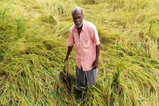 நீரில் மூழ்கிய நெற்பயிர்கள் - விவசாயிகள் கவலை