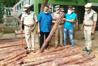 Two smugglers arrested for smuggling red sandalwood