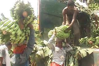 banana crop farmers angry for Changes in crop insurance scheme in jalgaon