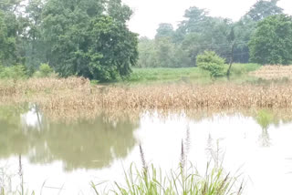 flood water in Sheohar