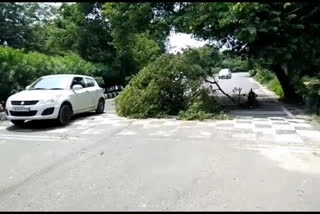 tree branch broke down in middle of road in Dwarka