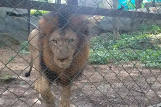 animals of Banerghatta Zoo given chicken meat due to lockdown