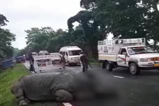 RHINO DEAD IN KAZIRANGA NATIONAL PARK